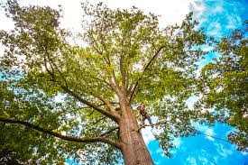 Best Tree Disease Treatment  in The Plains, OH