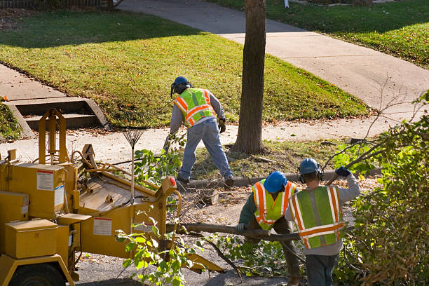 Best Tree Maintenance Programs  in The Plains, OH