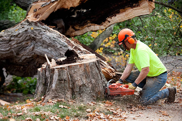 How Our Tree Care Process Works  in  The Plains, OH